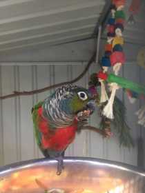 Lost Conure