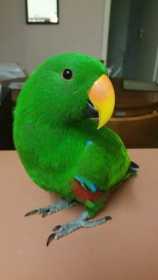 Lost Eclectus