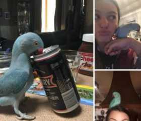 Lost Indian Ringneck Parakeet