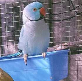 Lost Indian Ringneck Parakeet