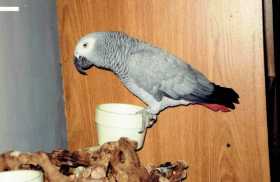 Lost African Grey