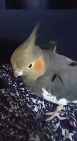 Lost Cockatiel