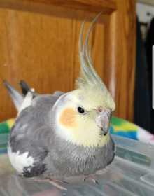 Lost Cockatiel