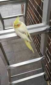 Lost Cockatiel