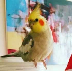 Lost Cockatiel