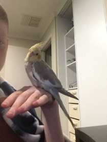 Lost Cockatiel