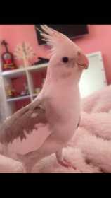 Lost Cockatiel