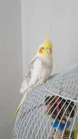 Lost Cockatiel