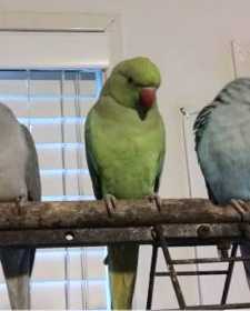 Lost Indian Ringneck Parakeet