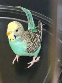 Lost Budgerigar