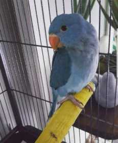 Lost Indian Ringneck Parakeet