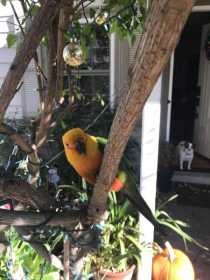 Lost Conure