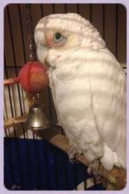 Lost Corella Cockatoo