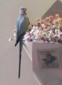 Lost Australian Ringneck Parakeet