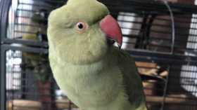 Lost Indian Ringneck Parakeet