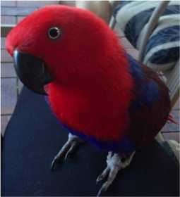 Lost Eclectus