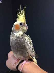 Lost Cockatiel