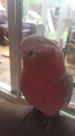 Lost Galah Cockatoo