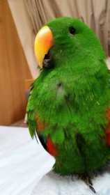 Lost Eclectus