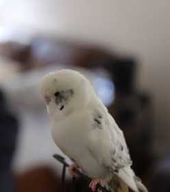 Lost Budgerigar