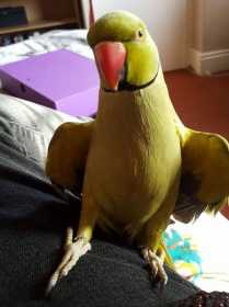 Lost Indian Ringneck Parakeet
