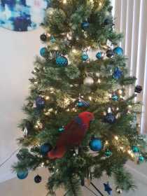 Lost Eclectus