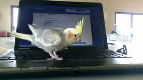 Lost Cockatiel