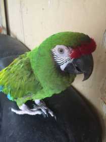 Lost Macaw