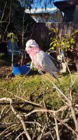Lost Galah Cockatoo
