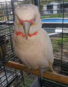 Lost Corella Cockatoo