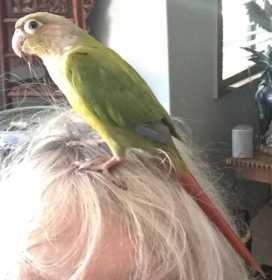 Lost Conure