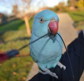 Lost Indian Ringneck Parakeet