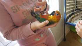 Lost Conure