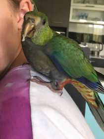 Lost Red-capped / Western King