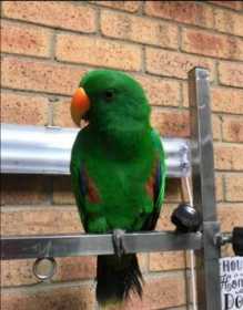 Lost Eclectus