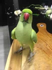 Lost Indian Ringneck Parakeet