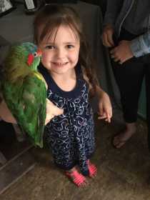 Lost Lory / Lorikeet