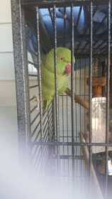 Lost Indian Ringneck Parakeet