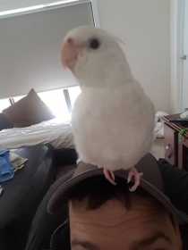 Lost Cockatiel