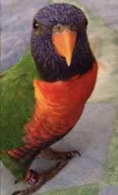 Lost Lory / Lorikeet