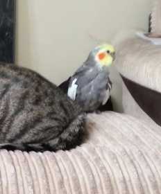 Lost Cockatiel