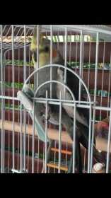 Lost Cockatiel