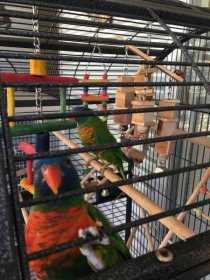 Lost Lory / Lorikeet