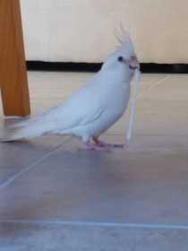 Lost Cockatiel