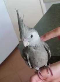 Lost Cockatiel