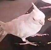 Lost Cockatiel