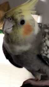 Lost Cockatiel