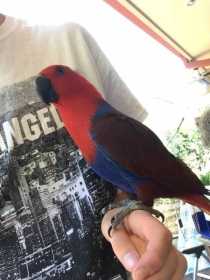 Lost Eclectus