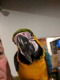 Lost Macaw