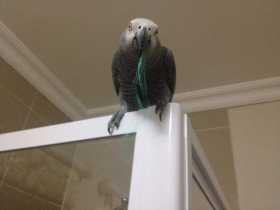 Lost African Grey